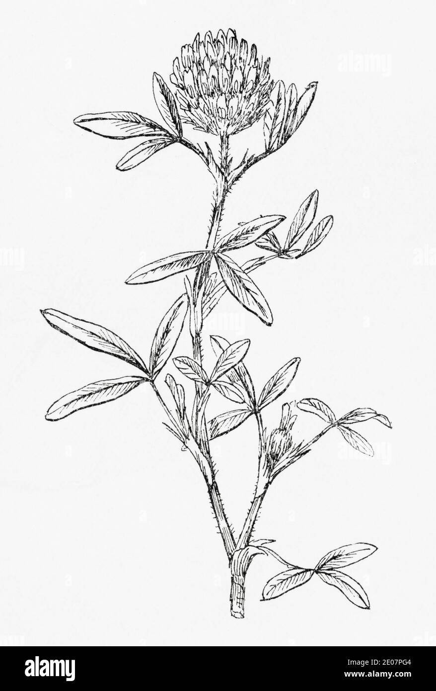 Old botanical illustration engraving of Meadow Clover, Zigzag Clover / Trifolium medium. See Notes Stock Photo