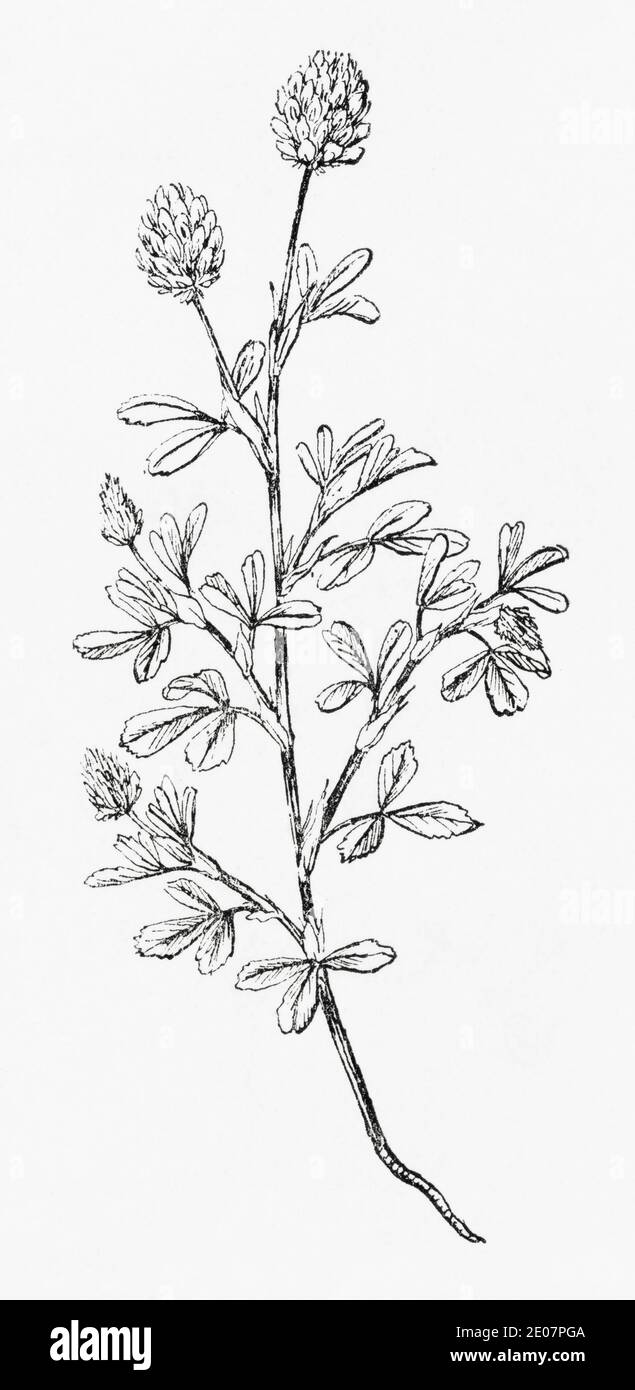 Old botanical illustration engraving of large Hop Trefoil, Hop Clover / Trifolium aureum, Trifolium agrarium. See Notes Stock Photo