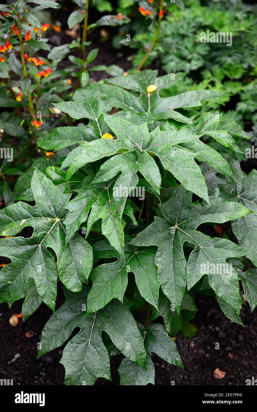 RM Floral,glossy green leaves,foliage,attractive leaves,tropical plant,exotic,schefflera delavayi Stock Photo