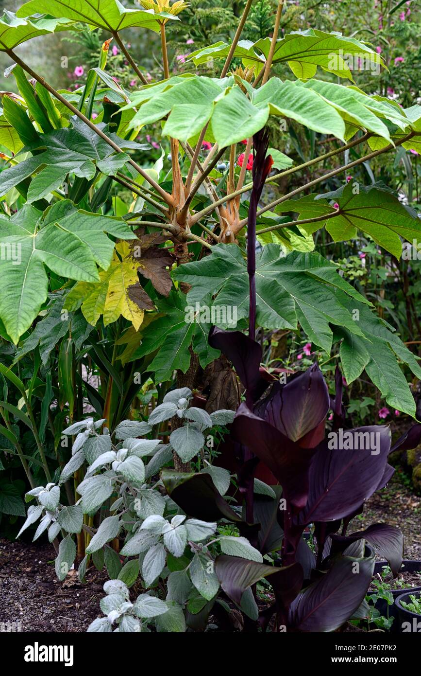 Tetrapanax rex,plectranthus argentatus,canna wyoming,foliage,leaves, lush,exotic,tropical planting,RM Floral Stock Photo