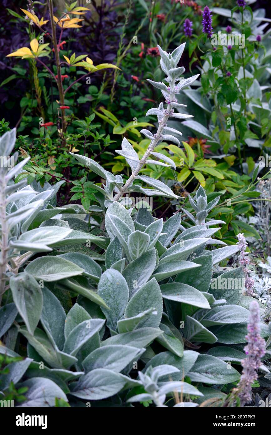 Stachys byzantina Big Ears,Stachys Big Ears,lamb's-ear,woolly hedgenettle,silver foliage,silver leaves,furry,hairy foliage,tactile leaves,RM Floral Stock Photo