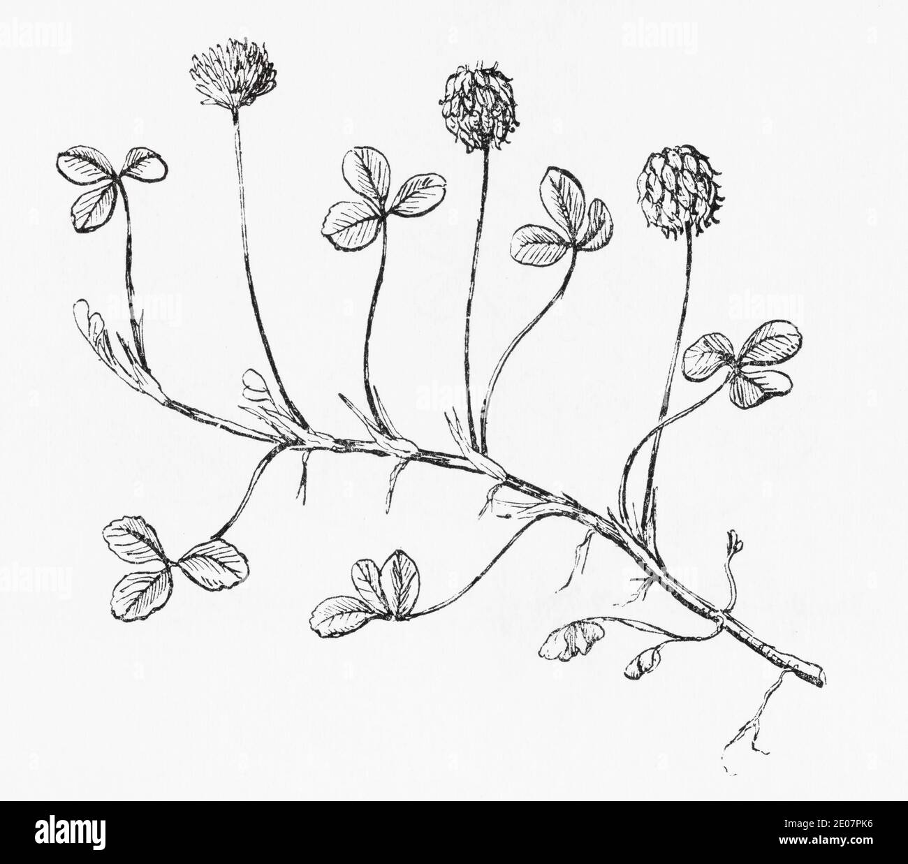 Old botanical illustration engraving of Strawberry Clover / Trifolium fragiferum. See Notes Stock Photo