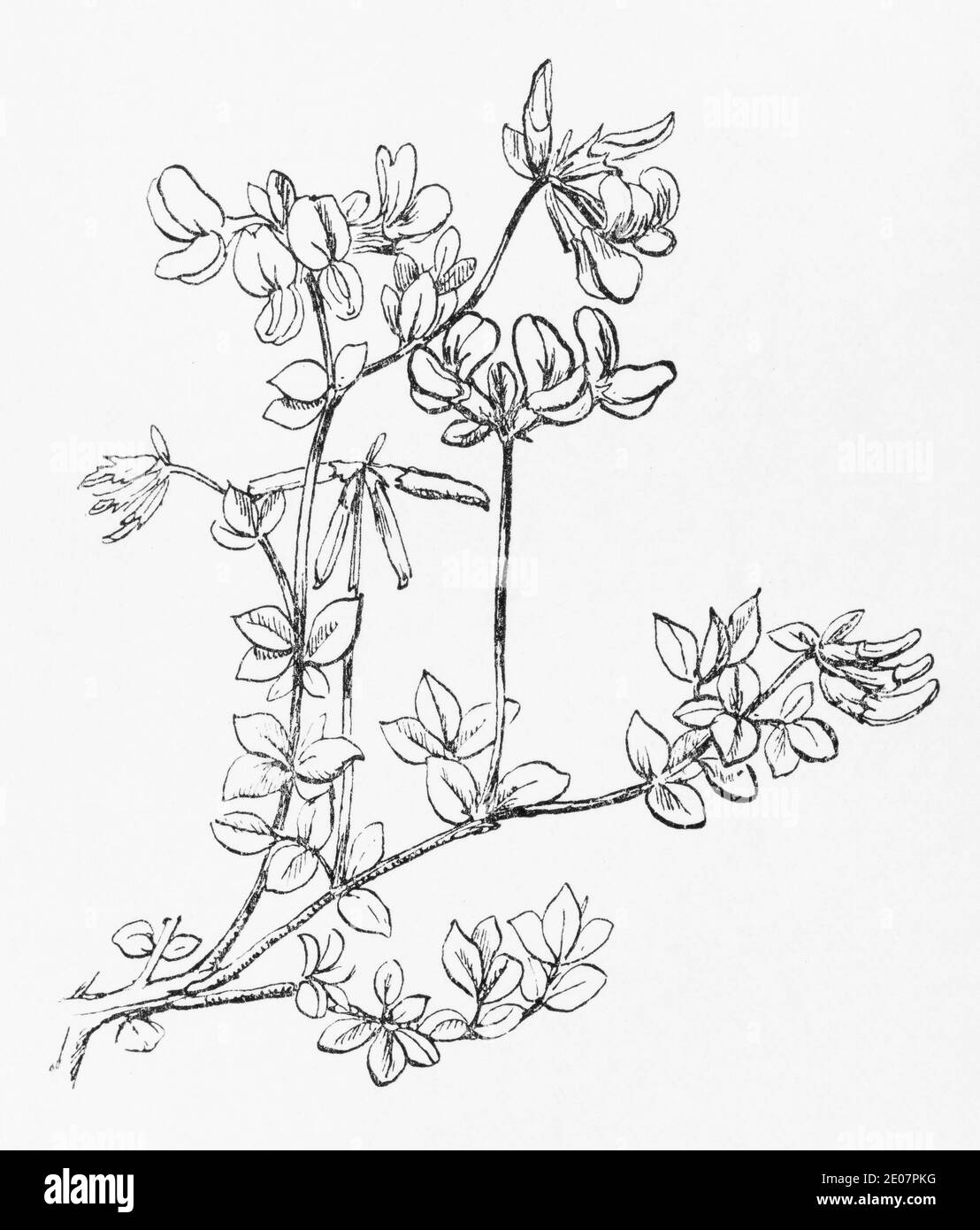 Old botanical illustration engraving of Birdsfoot Trefoil / Lotus corniculatus, Lotus arvensis. See Notes Stock Photo