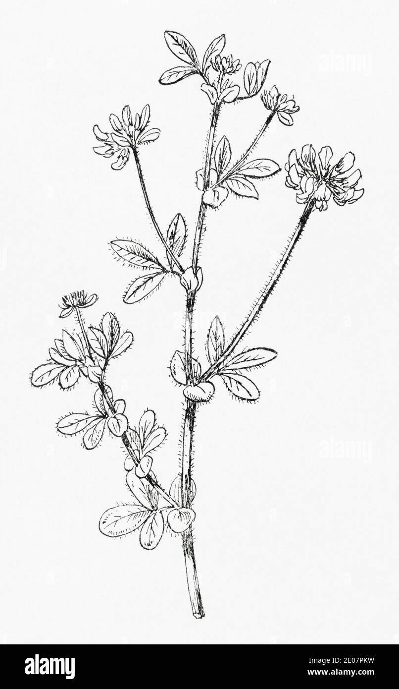Old botanical illustration engraving of Hairy Birds Foot Trefoil / Lotus delortii, Lotus pilosus. See Notes Stock Photo