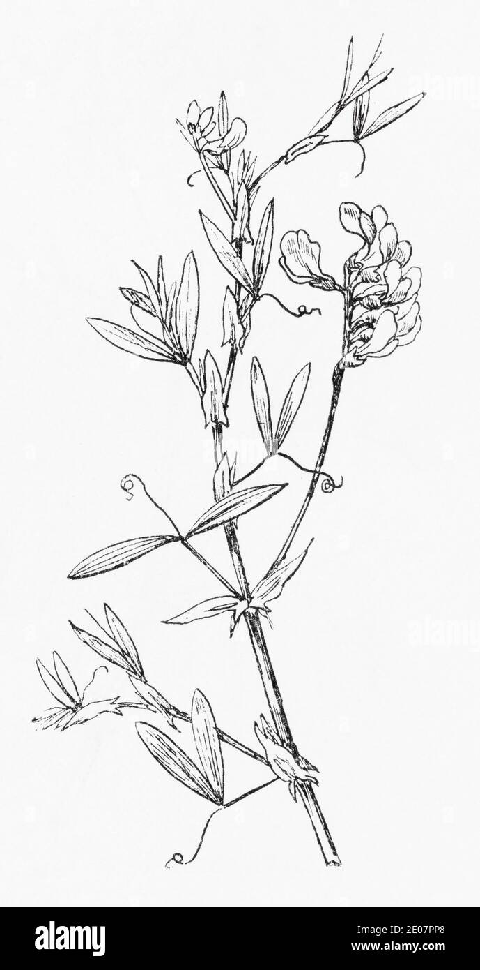 Old botanical illustration engraving of Meadow Vetchling, Yellow Vetchling / Lathyrus pratensis. See Notes Stock Photo