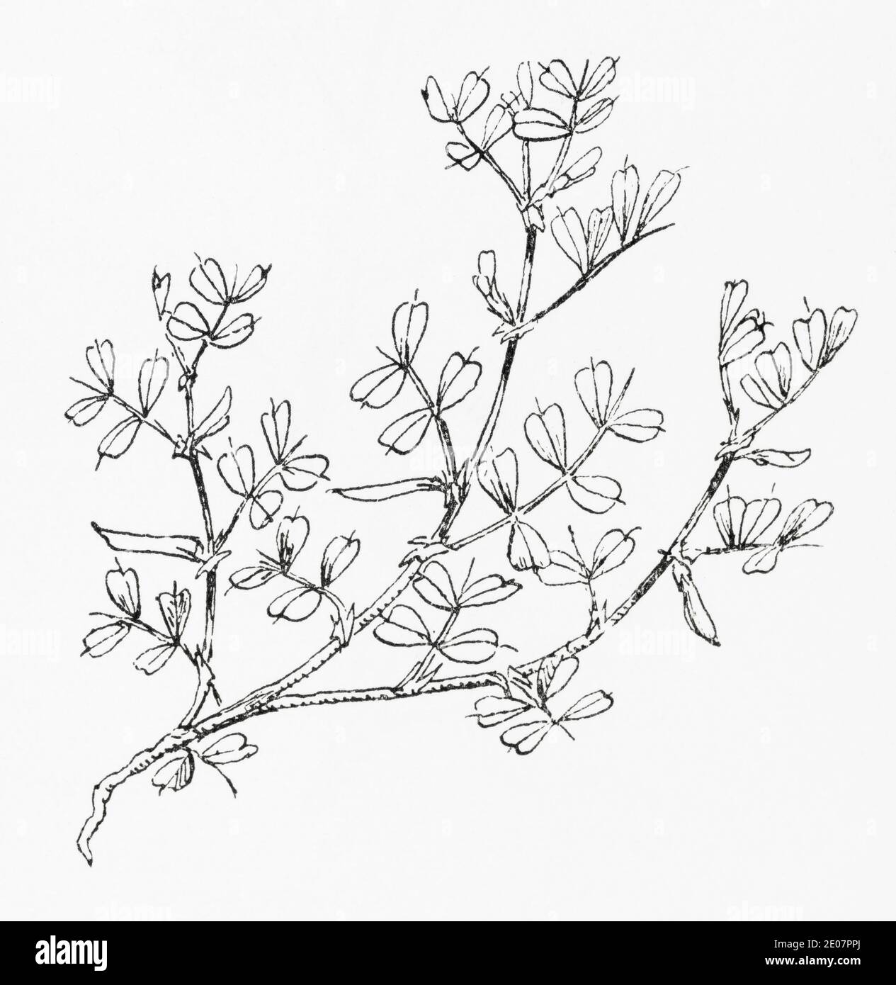 Old botanical illustration engraving of Spring Vetch / Vicia lathyroides. See Notes Stock Photo