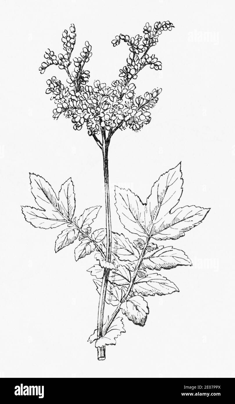 Old botanical illustration engraving of Meadowsweet / Filipendula ulmaria, Spiraea ulmaria. Famous traditional medicinal herbal plant. See Notes Stock Photo