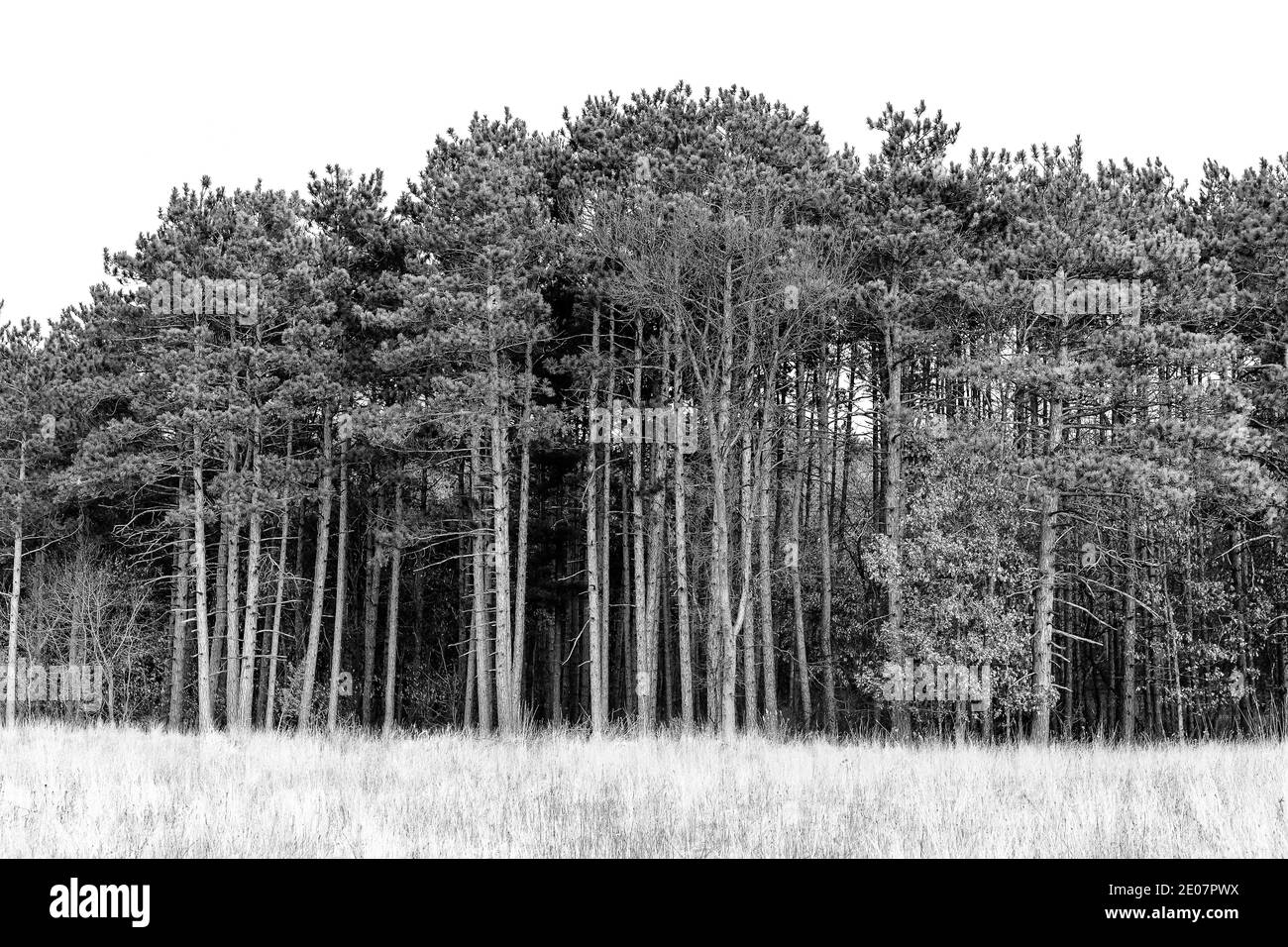 Tall pine trees grouped along the open field of Minnesota in winter