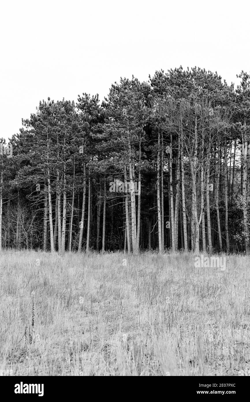 Tall pine tree trees trunk bark hires stock photography and images Alamy