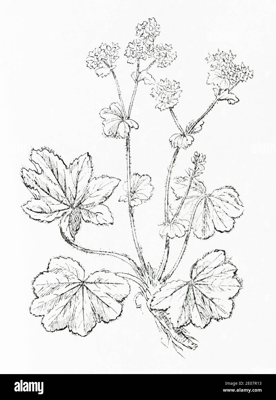 Old botanical illustration engraving of Lady's Mantle / Alchemilla xanthochlora, Alchemilla vulgaris. Traditional medicinal herbal plant. See Notes Stock Photo
