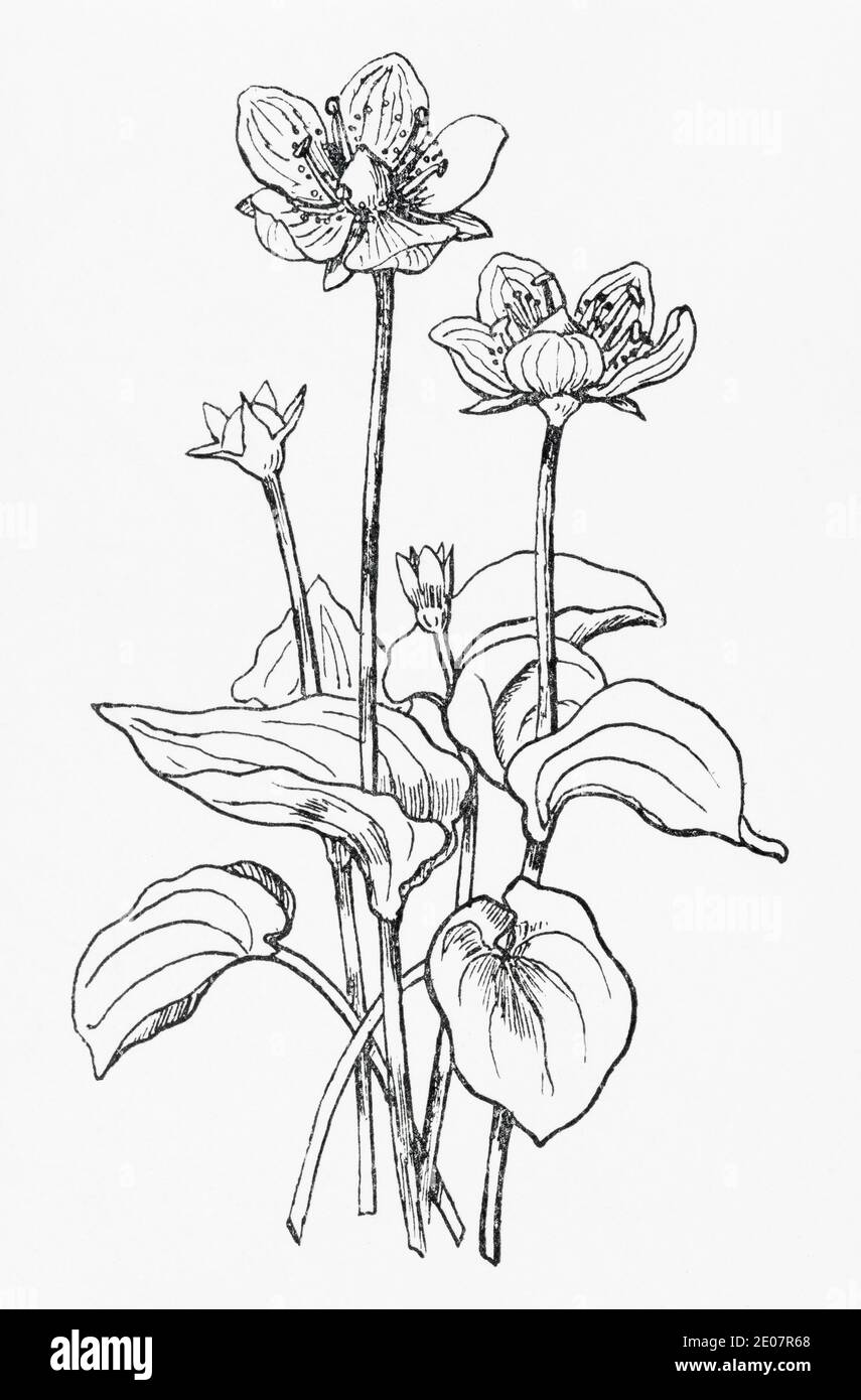 Old botanical illustration engraving of Grass of Parnassus / Parnassia palustris. Traditional medicinal herbal plant. See Notes Stock Photo