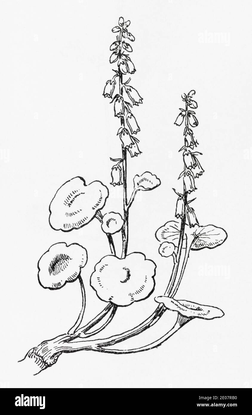 Old botanical illustration engraving of Navelwort, Wall Pennywort / Umbilicus rupestris. Traditional medicinal herbal plant. See Notes Stock Photo