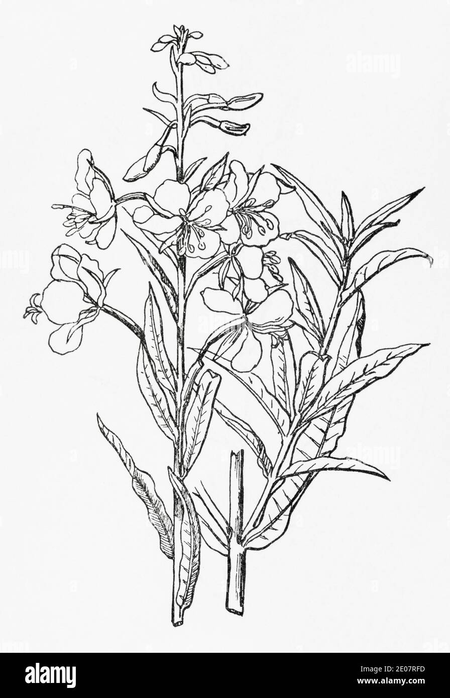 Old botanical illustration engraving of Rosebay Willowherb, Rosebay / Chamerion angustifolium, Epilobium angustifolium. See Notes Stock Photo