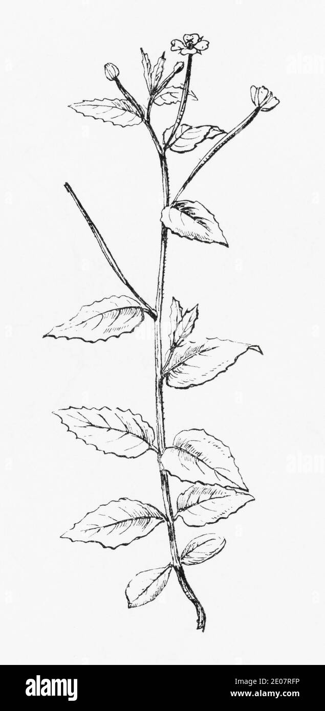 Old botanical illustration engraving of Broad-leaved Willow-Herb / Epilobium montanum. Traditional medicinal herbal plant. See Notes Stock Photo