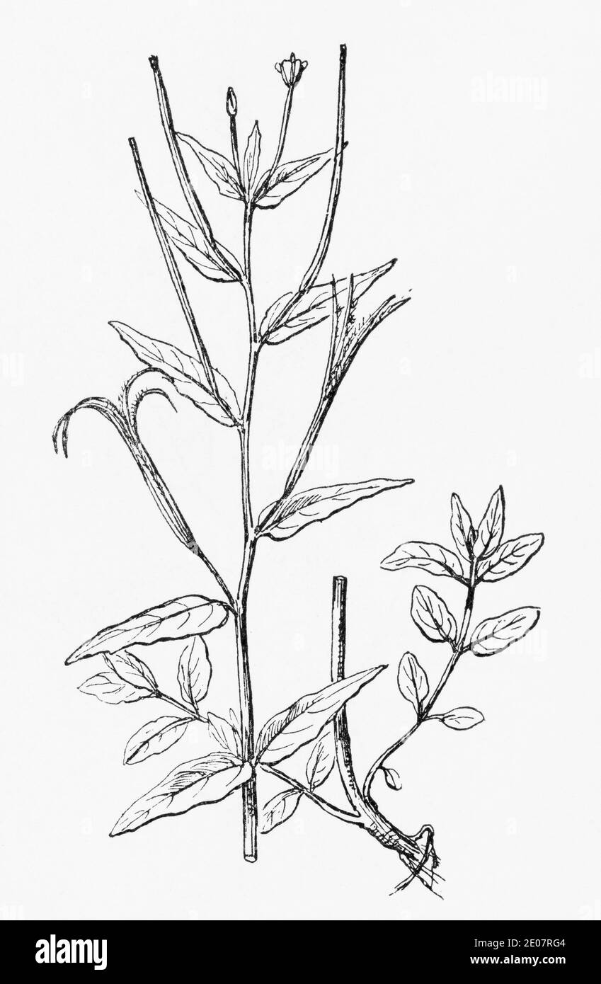 Old botanical illustration engraving of Short-fruited Willowherb / Epilobium obscurum. See Notes Stock Photo