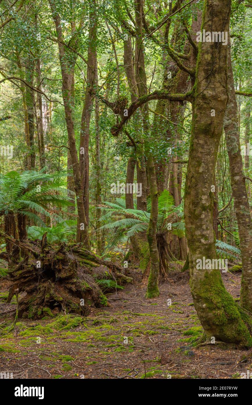 Trees at Tarkine forest in tasmania, Australia Stock Photo Alamy