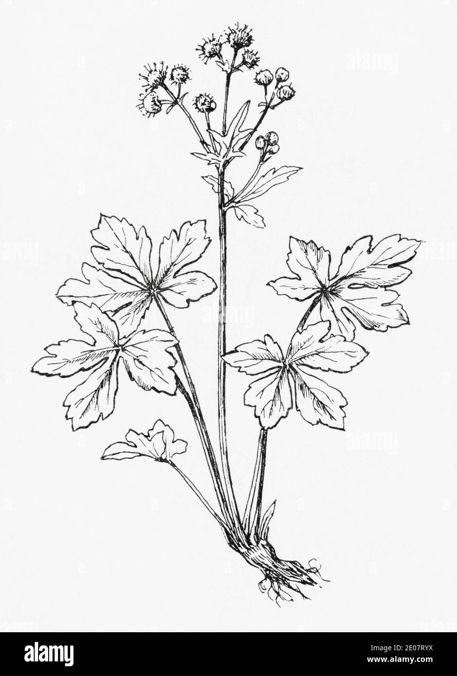 Old botanical illustration engraving of Wood Sanicle, Sanicle / Sanicula europaea. Traditional medicinal herbal plant. See Notes Stock Photo