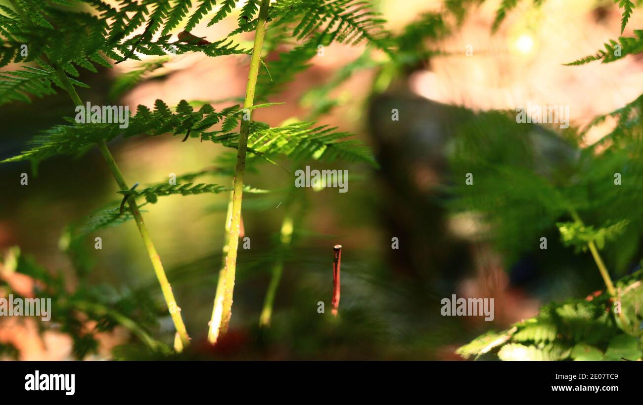 Fern leaf detail photo nature background Stock Photo - Alamy