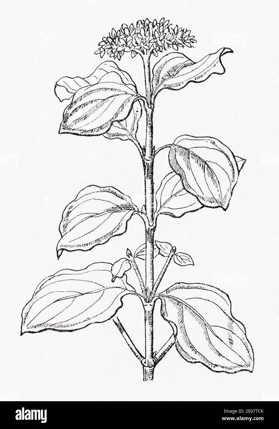 Old botanical illustration engraving of Dogwood / Cornus sanguinea. Traditional medicinal herbal plant. See Notes Stock Photo