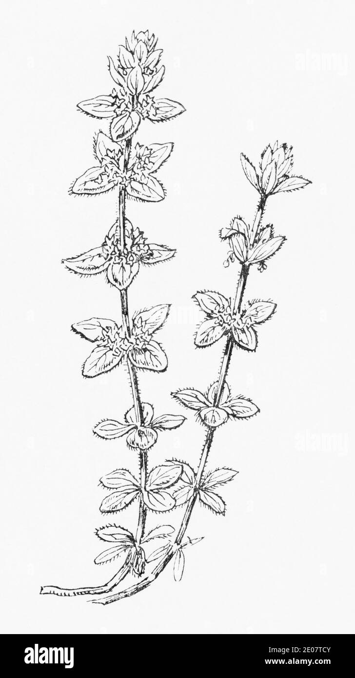 Old botanical illustration engraving of Crosswort Bedstraw / Cruciata laevipes. Traditional medicinal herbal plant. See Notes Stock Photo