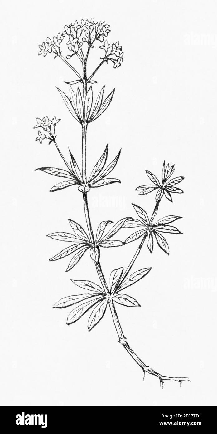 Old botanical illustration engraving of Sweet Woodruff / Galium odoratum, Asperula odorata. Traditional medicinal herbal plant. See Notes Stock Photo