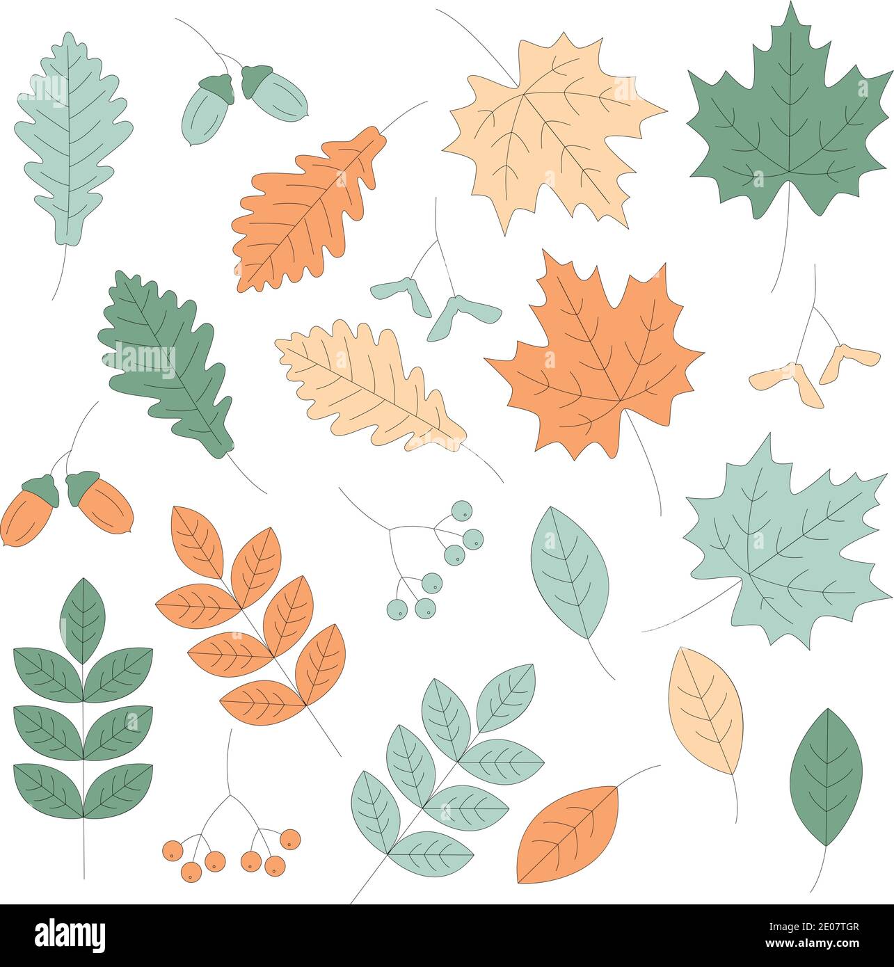 Set of leaves and berries nature vector Stock Vector Image & Art - Alamy