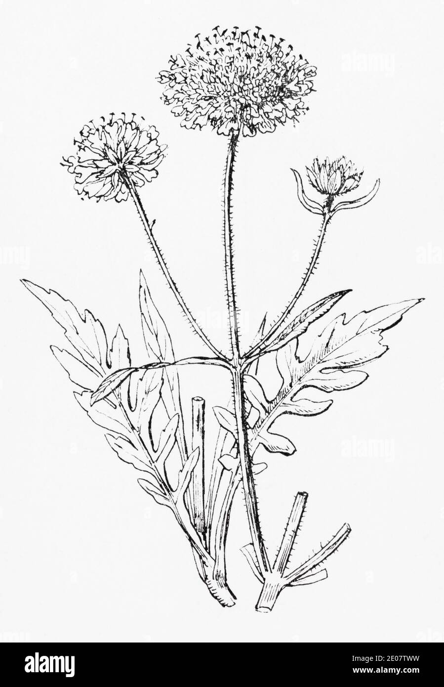 Old botanical illustration engraving of Field Scabious / Knautia arvensis, Scabiosa arvensis. Traditional medicinal herbal plant. See Notes Stock Photo
