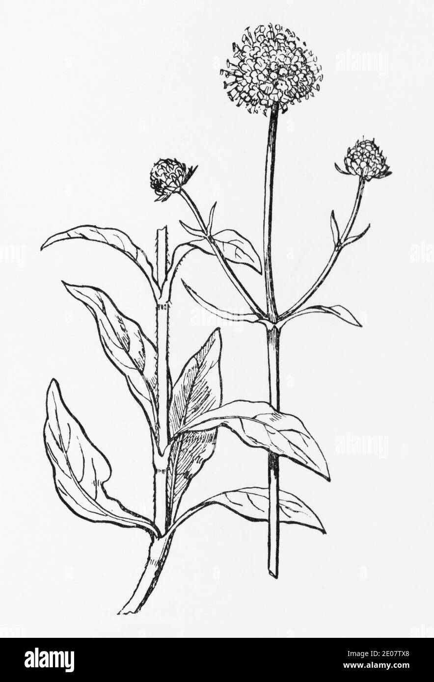 Old botanical illustration engraving of Devil's Bit Scabious / Succisa pratensis, Scabiosa succisa. Traditional medicinal herbal plant. See Notes Stock Photo