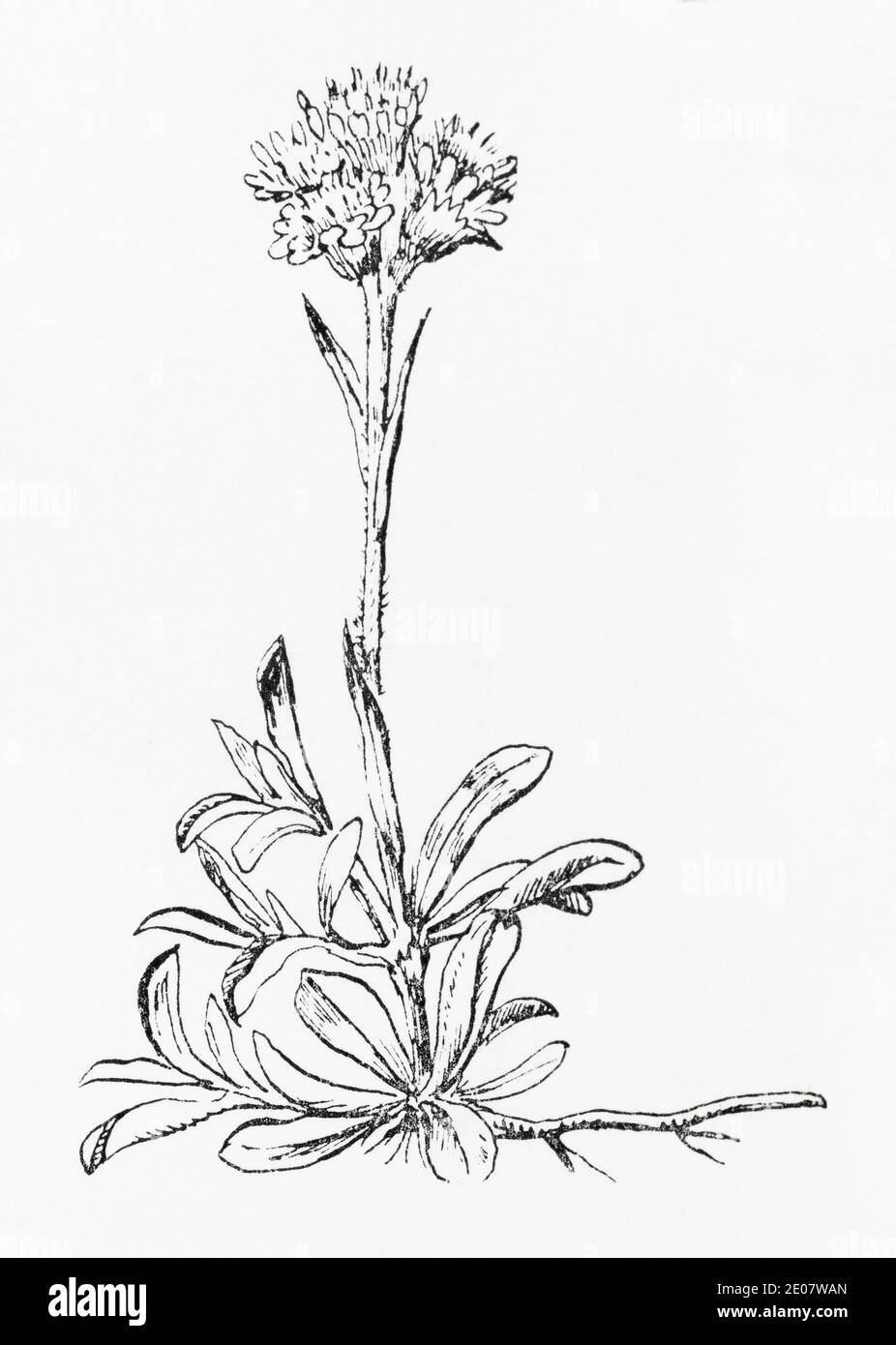 Old botanical illustration engraving of Mountain Everlasting, Common Pussytoes / Antennaria dioica, Gnaphalium dioicum. Herbal plant. See Notes Stock Photo