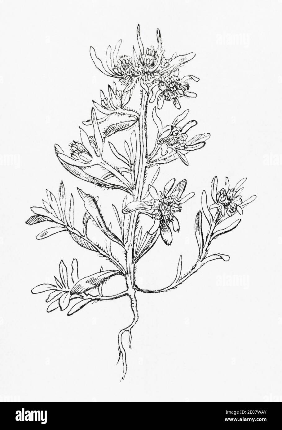Old botanical illustration engraving of Marsh Cudweed / Gnaphalium uliginosum. Traditional medicinal herbal plant. See Notes Stock Photo