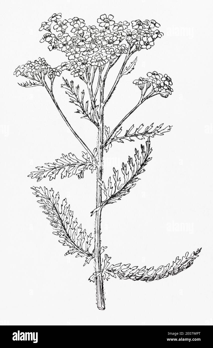 Old botanical illustration engraving of Yarrow / Achillea millefolium. Traditional medicinal herbal plant. See Notes Stock Photo