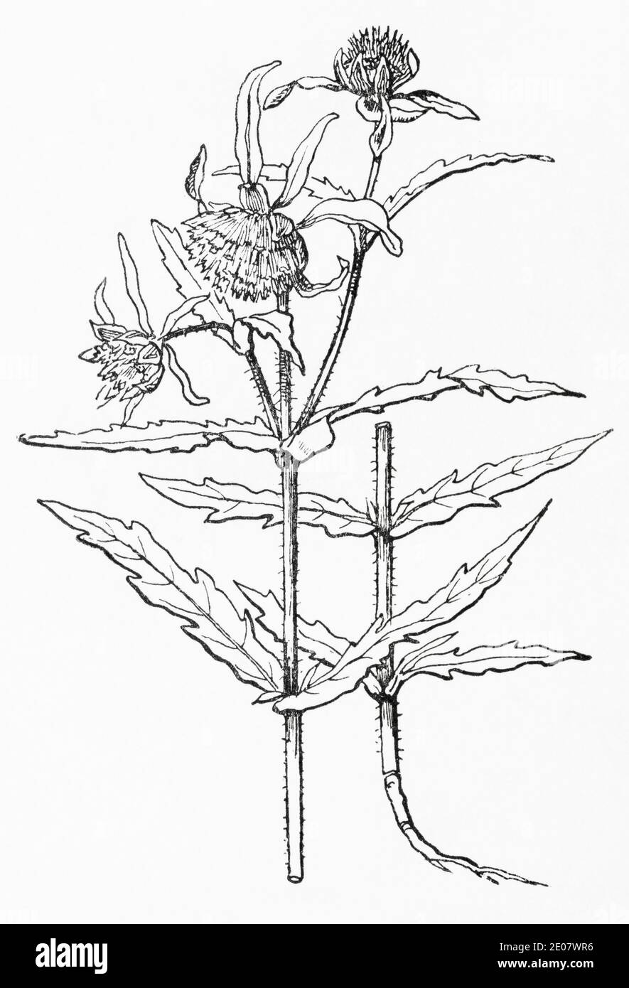 Old botanical illustration engraving of Nodding Bur-marigold / Bidens cernua. See Notes Stock Photo