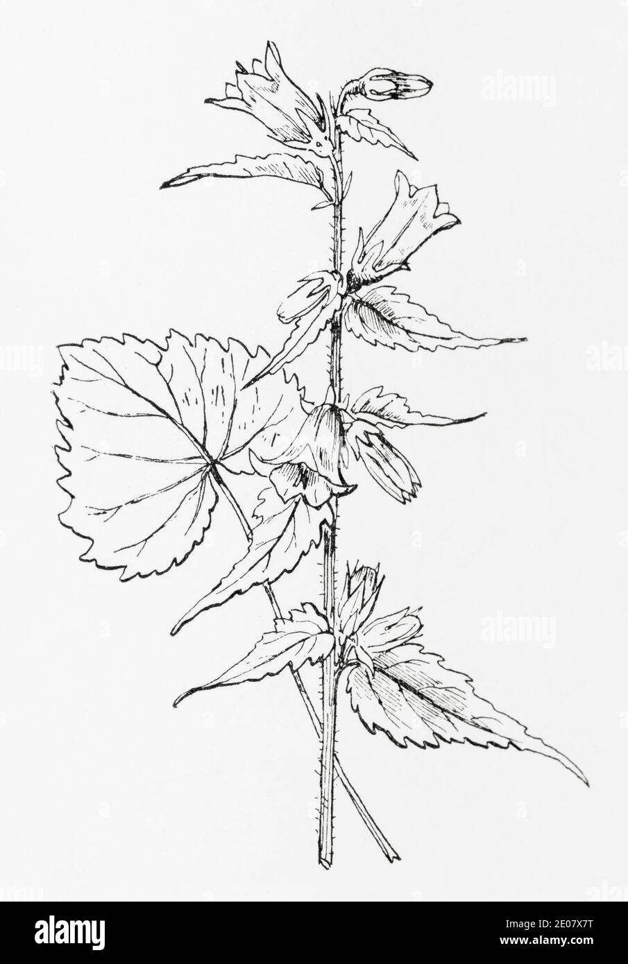 Old botanical illustration engraving of Nettle-leaved Bell Flower / Campanula trachelium. Traditional medicinal herbal plant. See Notes Stock Photo