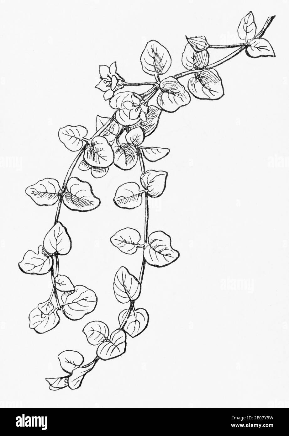 Old botanical illustration engraving of Creeping Jenny / Lysimachia nummularia. Traditional medicinal herbal plant. See Notes Stock Photo