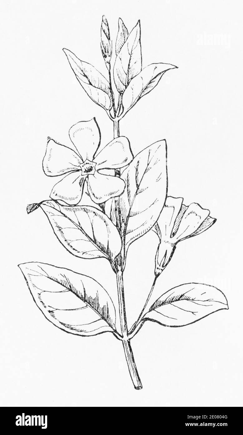 Old botanical illustration engraving of Greater Periwinkle / Vinca major. Traditional medicinal herbal plant. See Notes Stock Photo