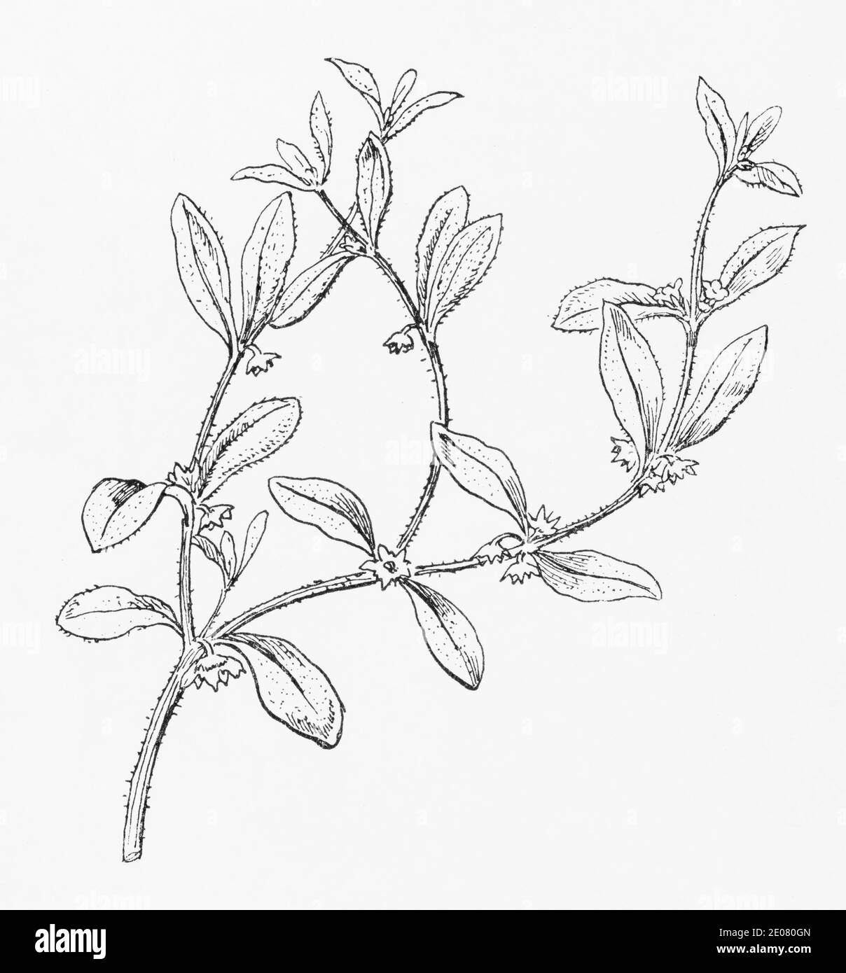Old botanical illustration engraving of Madwort / Asperugo procumbens.  Traditional medicinal herbal plant in some parts of world. See Notes Stock Photo