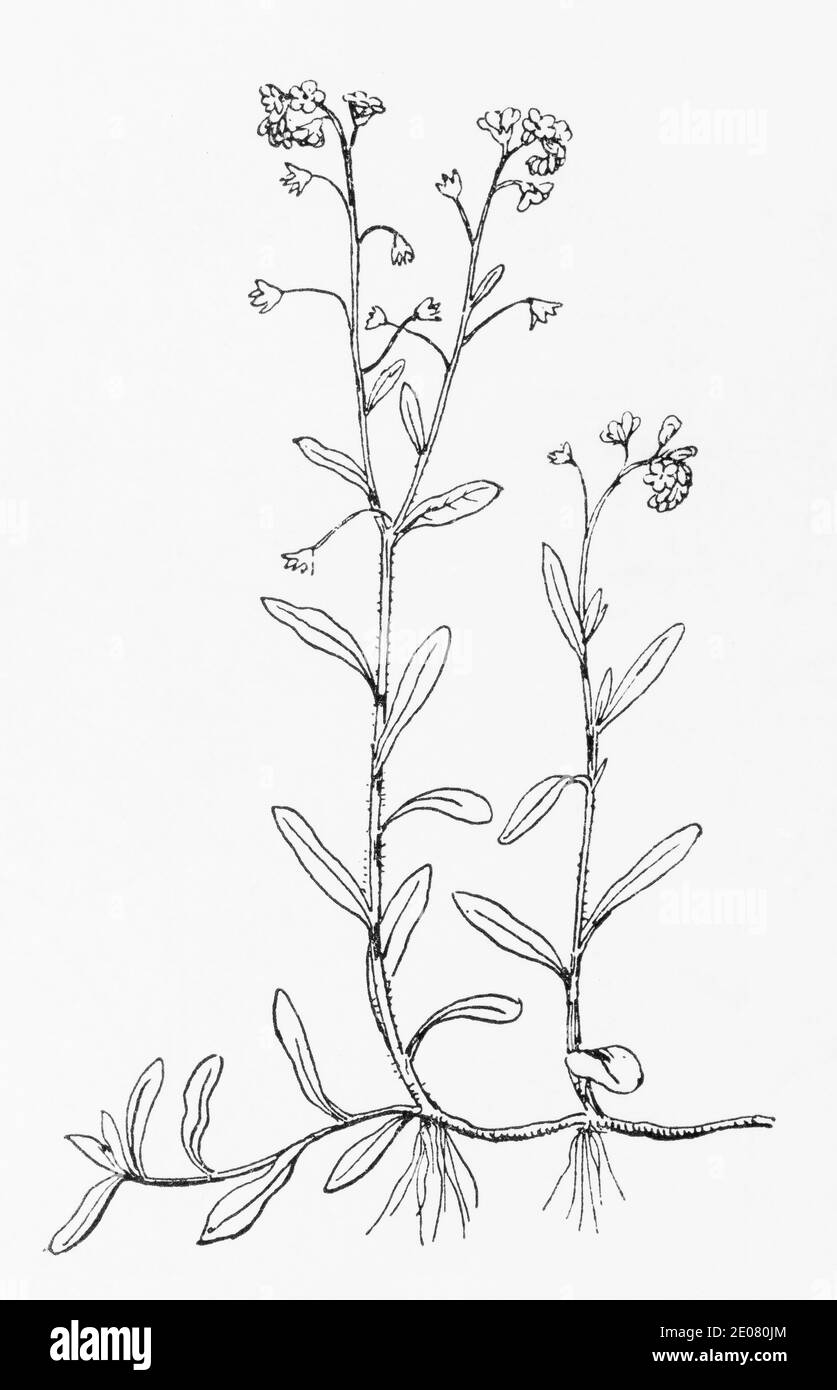 Old botanical illustration engraving of Creeping Forget-me-not / Myosotis repens, Myosotis secunda. See Notes Stock Photo