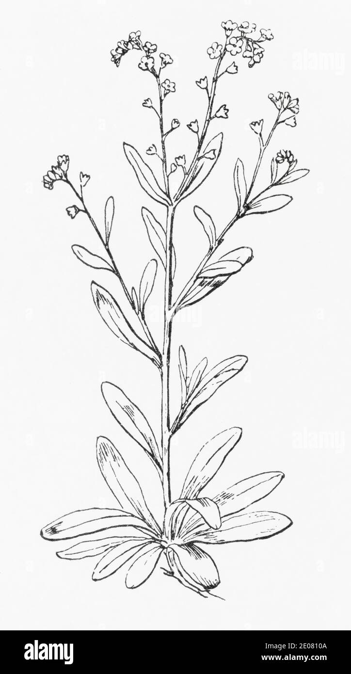 Old botanical illustration engraving of Tufted Forget-me-not / Myosotis laxa, Myosotis caespitosa. See Notes Stock Photo