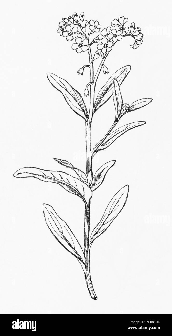 Old Botanical Illustration Engraving Of Water Forget Me Not Myosotis Scorpioides Myosotis Palustris See Notes Stock Photo Alamy