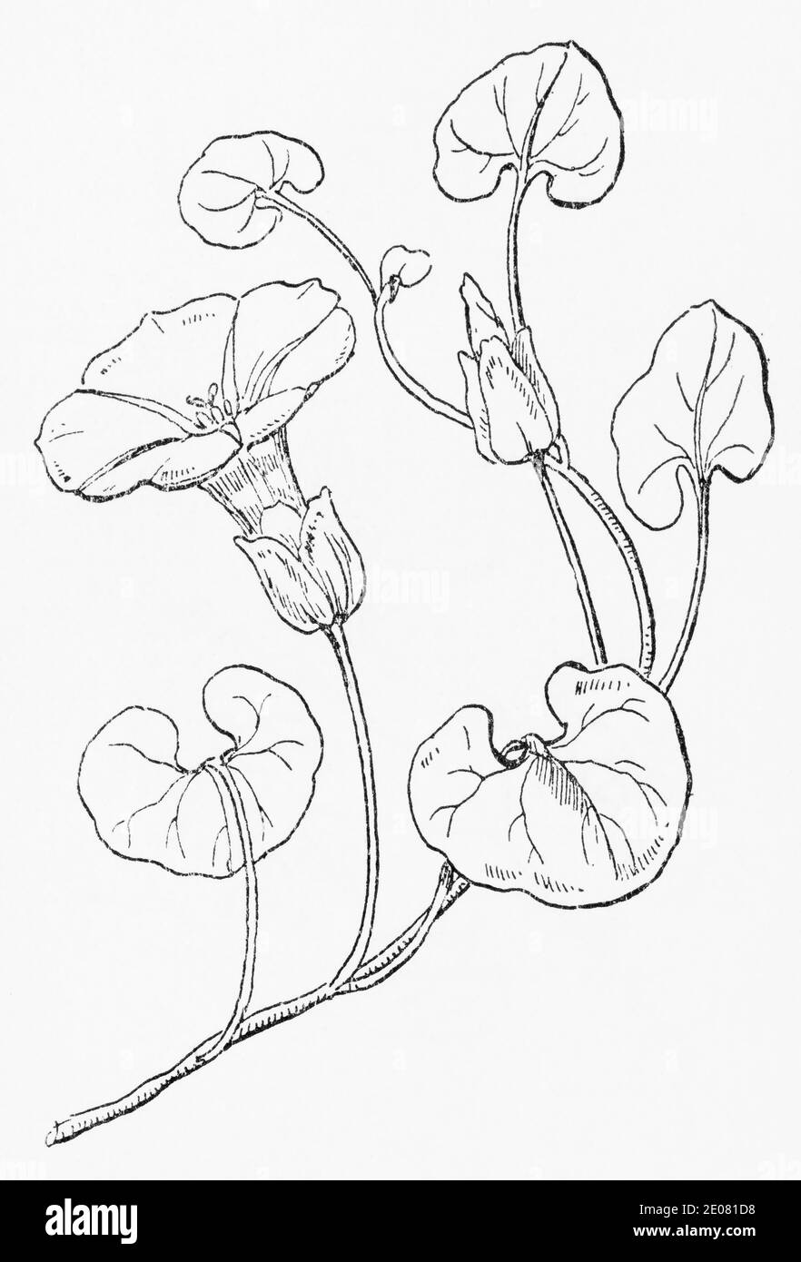 Old botanical illustration engraving of Sea Bindweed / Calystegia soldanella. Traditional medicinal herbal plant. See Notes Stock Photo