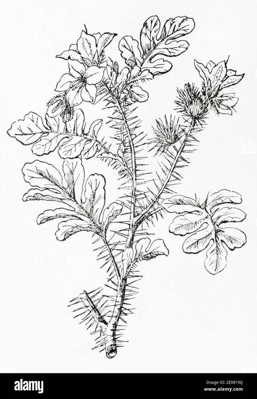 Old botanical illustration engraving of Mexican Thistle, Texas Thistle / Solanum rostratum. See Notes Stock Photo