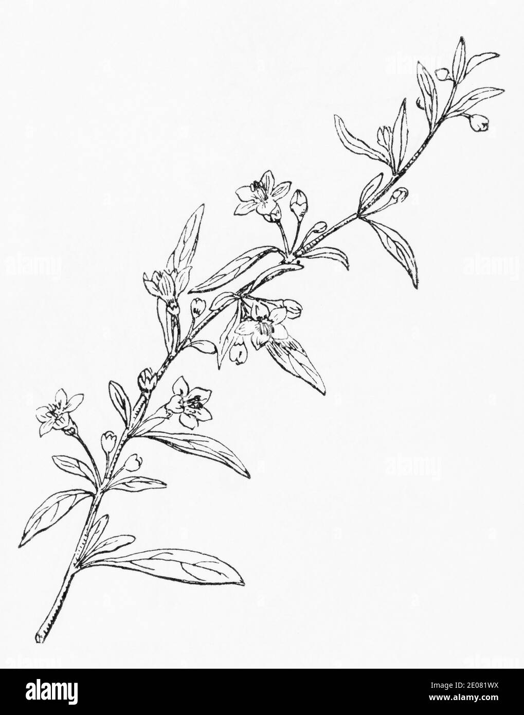 Old botanical illustration engraving of Duke of Argyll's tea plant, Tea Plant / Lycium barbarum. Traditional medicinal herbal plant. See Notes Stock Photo