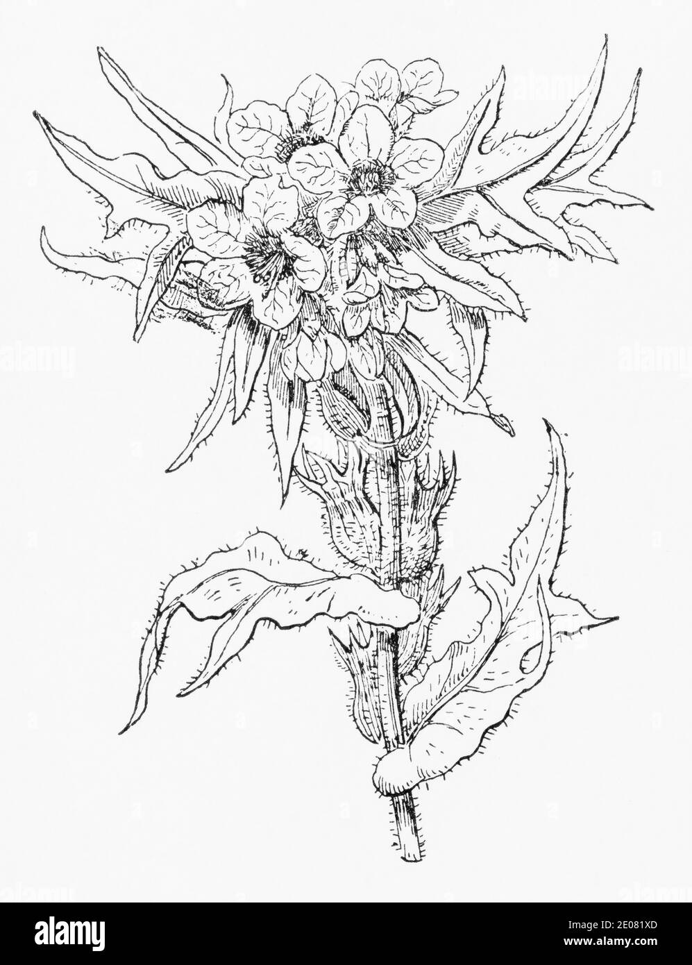 Old botanical illustration engraving of Henbane / Hyoscyamus niger. Traditional medicinal herbal plant, but deadly poisonous. See Notes Stock Photo