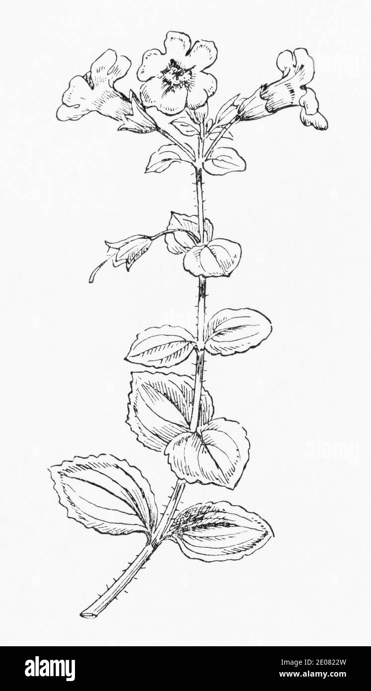 Old botanical illustration engraving of Yellow Monkey Flower / Mimulus luteus, Erythranthe lutea. See Notes Stock Photo