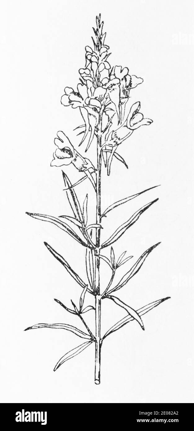 Old botanical illustration engraving of Yellow Toadflax / Linaria vulgaris. Traditional medicinal herbal plant. See Notes Stock Photo