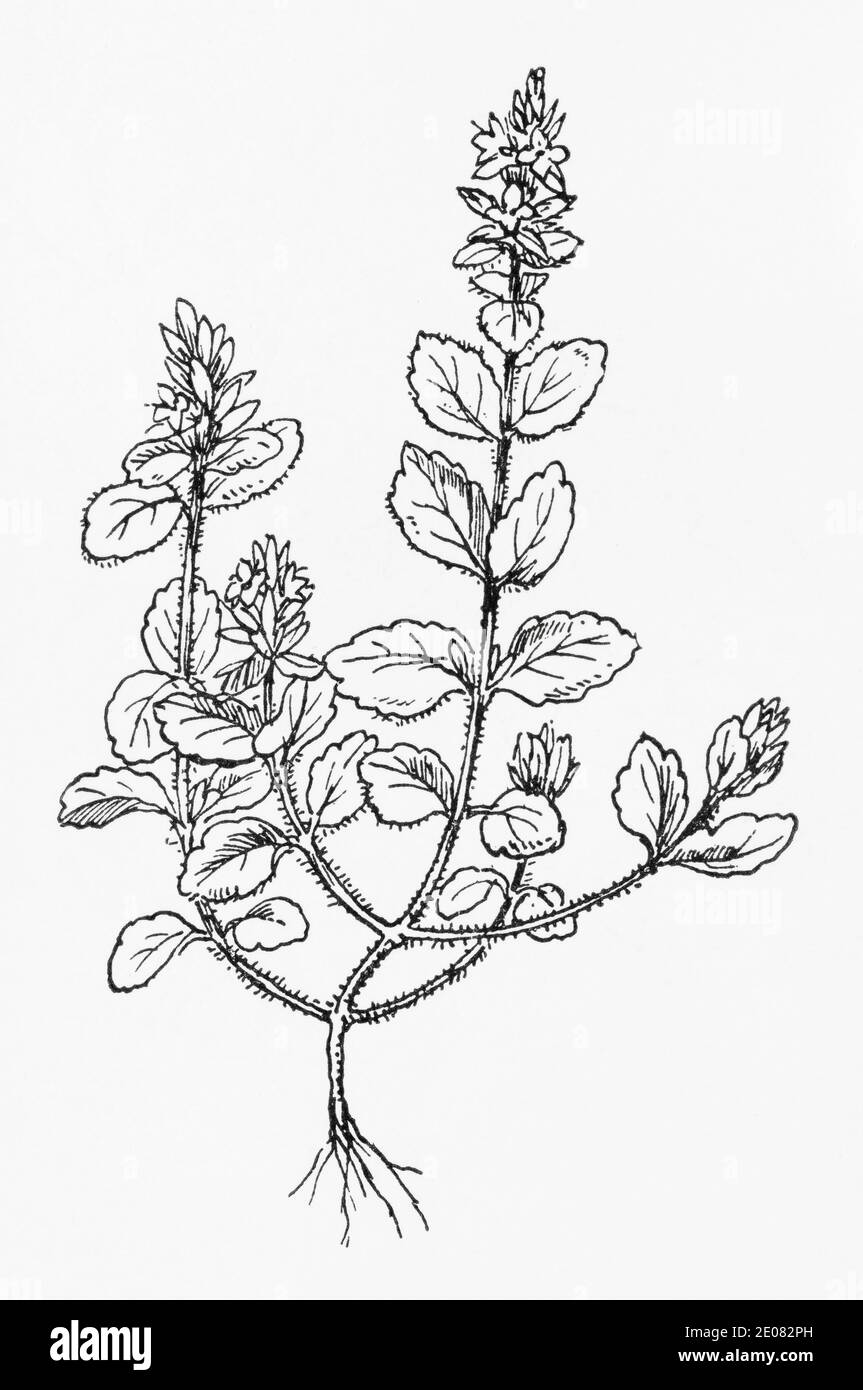 Old botanical illustration engraving of Wall Speedwell / Veronica arvensis. Traditional medicinal herbal plant. See Notes Stock Photo