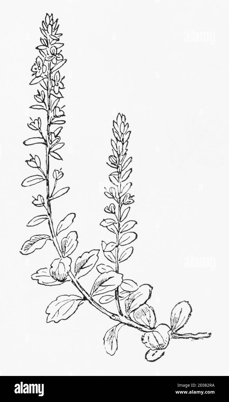 Old botanical illustration engraving of Thymeleaf Speedwell / Veronica