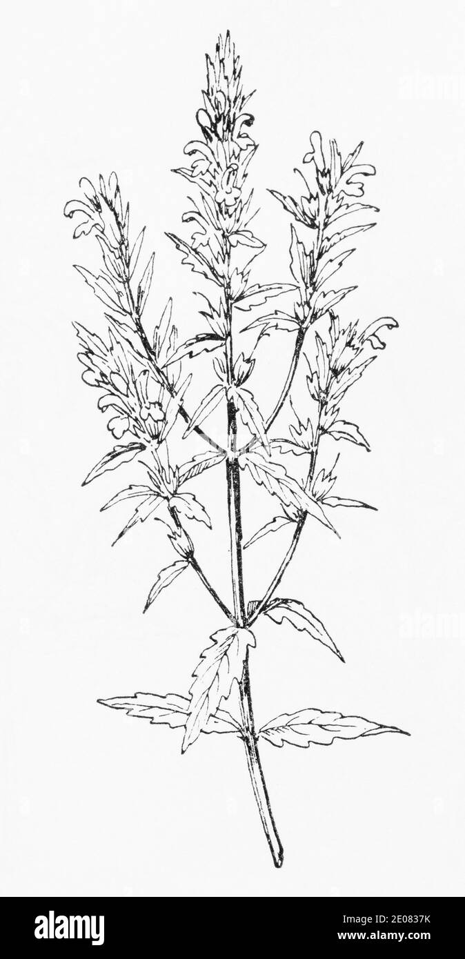 Old botanical illustration engraving of Red Bartsia / Odontites vulgaris. See Notes Stock Photo