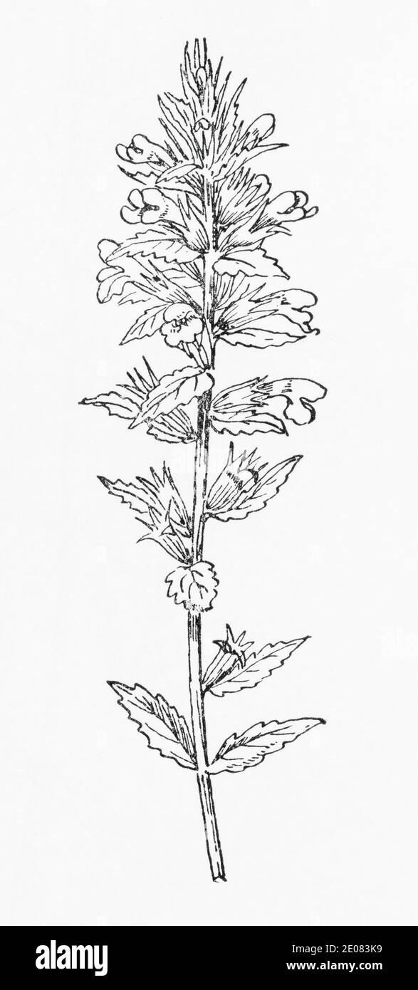 Old botanical illustration engraving of Yellow Bartsia / Parentucellia viscosa. See Notes Stock Photo