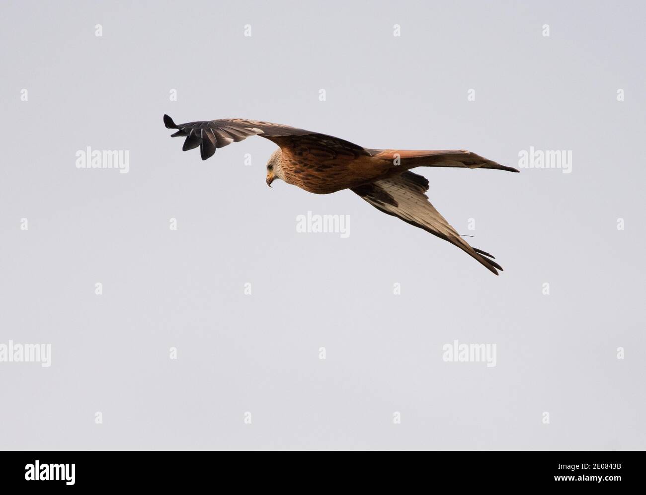 A single red kite hunting on a dull grey day Stock Photo Alamy